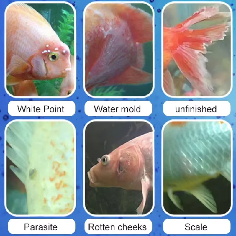 SIKEZHAN Fish Disease Treatmen - огляд і ціна Aquarium Fish Diseases